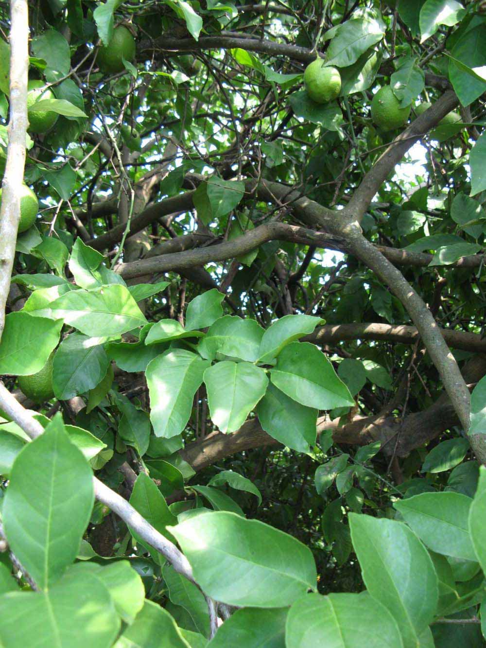              Shade leaves (Winter Haven, FL)       
